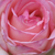 Ružová - biela - Záhonová ruža - floribunda - Honoré de Balzac